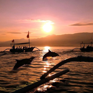 8e876117-28cf-4489-a2b3-f383a1a5690d_dolphin-tour-and-sunrise-watching-in-lovina-beach-all-inclusive