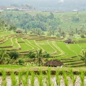 Jatiluwih-Rice-Terraces