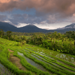 jatih luwih rice fields