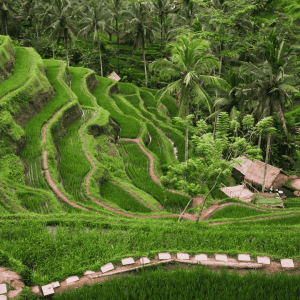 tegalalang Rice fields