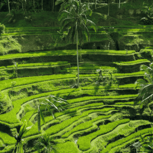 tegalalang Rice fields